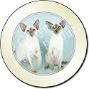 TWO SIAMESE CATS Tax Disc Holder
