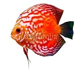 Discus Fish Care Information 415ZKDTWBfL. SL160 Discus Fish Care Information