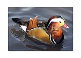 Mandarin Duck Fridge Magnet