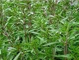 Eigenschaften tropical.garden  / Bohnenkraut - Satureja hortensis 100K