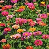 Search : 1# Pound Zinnia Elegans, California Giant Mix Wildflower Seeds Bulk