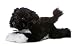 Aurora Plush 12" Flopsie My Pal Bo 415aXSvr05L. SL75 Aurora Plush 12" Flopsie My Pal Bo