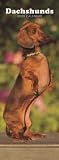 Dachshunds 2009 Slimline Calendar