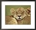 African Lion Resting Head on Another Lion, Masai Mara, Kenya Animals Framed Art Poste...