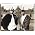 Vignette de Gang Starr