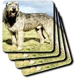Dogs Irish Wolfhound - Irish Wolfhound - Coasters