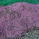 415brs%2Bcx5L. SL160  Creeping Thyme   Mother of Thyme 2,000 Seeds