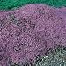 Creeping Thyme - Mother of Thyme 2,000 Seeds
