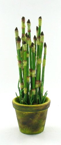 Baby Mini Bamboo Plant Pot Indoor Outdoor Table Top