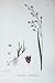 Botany Plants C1902 Wood Melic Grass Uniflora Colour