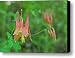 Wild Columbine Canvas Print / Canvas Art - Artist Michael Peychich