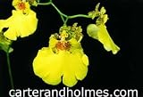 Oncidium Aloha Iwanaga 'Golden showers'(Bare root plant)
