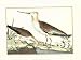 Brisson Waterbirds II - Art Print Poster 24 x 18