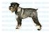   - SCHNAUZER - Dog Decal - sticker dogs car got window