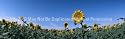 Window Graphic - 16x54 Sunflowers