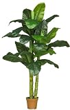 7 &acute; Dieffenbachia Silk Plant - ( Real Touch ) - B001RMKCY4
