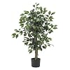6 Ft Ficus Silk Tree