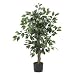 6 Ft Ficus Silk Tree