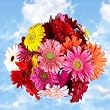 Gerberas Daisy Flowers Assorted Colors 135 Flowers