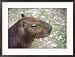 Capybara, Largest Rodent, Amazon, Peru Collections Framed Photographic Poster Print by Jeff Randall, 29x22