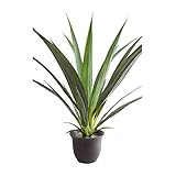 COVENT GARDEN ドラセナ AQ-04