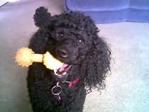 Click to Download Free Kindle Book -> The Adventures of Spirit the not so pedigree poodle. 'THE ACCIDENT'