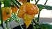 Trinidad Yellow 7 Pot Hot Pepper 10+ Seeds