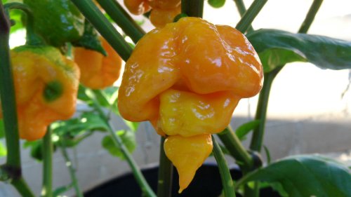 Trinidad Yellow 7 Pot Hot Pepper 10+ Seeds Trinidad Yellow 7 Pot Hot Pepper 10+ Seeds