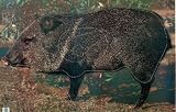 Martin Archery Target Face - MAT-2J JAVELINA