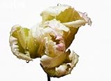 Wallmonkeys Peel and Stick Wall Decals - Drops of Water on Tulip - 24