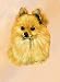 pomeranian2  - Pomeranian Playing Cards Art by Robert May