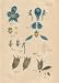 GIANT Wall Sticker of: WOLFSBANE or MONKSHOOD Illustration by John Miller Botanical Studies from 1779. GIANT Wall Sticker of: WOLFSBANE or MONKSHOOD Illustration by John Miller Botanical Studies from 1779.