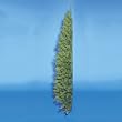 6.5' Winchester Artificial Corner Christmas Tree - Unlit