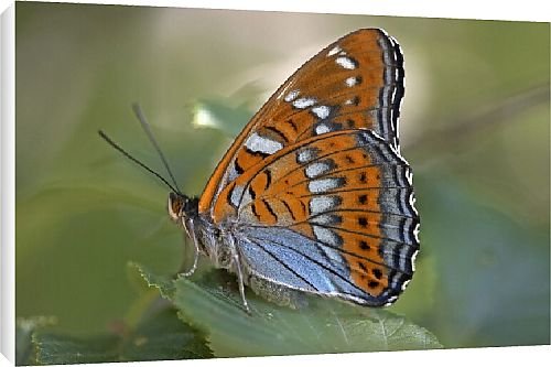 Canvas Prints of Butterfly from Country Life 