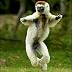 Magic Lemur