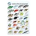 Water proof Fish Species Guide to reef fish of the Micronesia