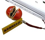 ���a���g���ʉَq�X�g���b�v/���t�s�ؑ���������ς�t