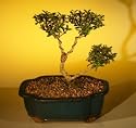 Bonsai Boy's Flowering Brush Cherry - "POM-POM" Style Bonsai Tree<br><i>(Eugenia Myrtifolia)</i>