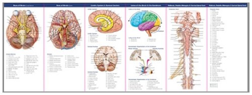 Anatomical Chart Company's Illustrated Pocket Anatomy: Anatomy of The Brain Study Guide