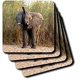 Wild animals - Elephant - Coasters