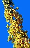 Honeycomb Butterfly Bush - Buddleia - Best Yellow