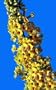 Honeycomb Butterfly Bush - Buddleia - Best Yellow
