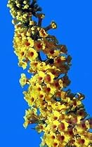 Honeycomb Butterfly Bush - Buddleia - Best Yellow