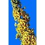 Honeycomb Butterfly Bush - Buddleia - Best Yellow