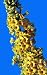 Honeycomb Butterfly Bush - Buddleia - Best Yellow