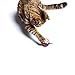 Ziweto Pets Megapack The Interactive Toy for Cats, 4 Cat Toys/Accessories to Play with The Cat
