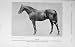 1913 Antique Photograph Horse Santoi Sire Shogun Yama
