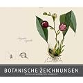 Botanische Zeichnungen 2011