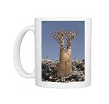 Bottle-tree (desert rose) (adenium obesum) endemic to island, Diksam Plateau, Photo Mugs