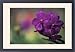 Framed Prints of Thailand, Northern from Danita Delimont